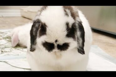 Cute bunny cleaning his face with a little surprise