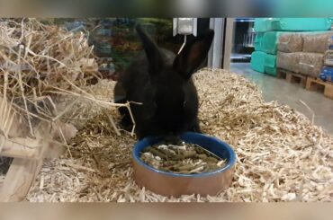 Funny and cute Bunny Rabbit video. Bunnies eating, drinking and sleeping. Bunnies from local petshop