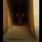 Cute Baby Bunny Playing In His Favorite Box