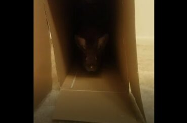 Cute Baby Bunny Playing In His Favorite Box