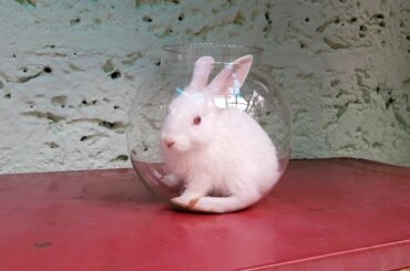 cute baby rabbit cute animals video