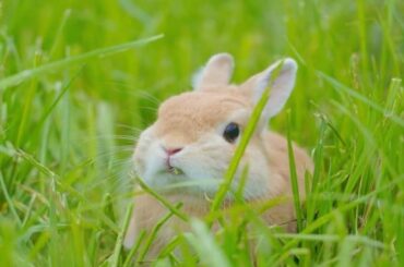 Funny Cute baby rabbit- baby Animal video