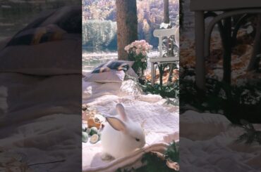 funny and cute rabbit video #shorts
