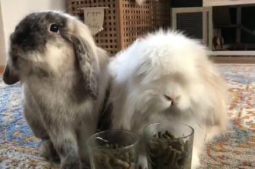 "Cute Eating", a popular rabbit sport demonstrated by Teddy and Peppa