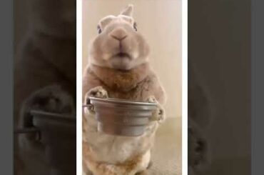 #shorts Funny Animal ! Cute Rabbit ! Don't Disturb Me While Eating ! #funny animal #cute rabbit