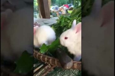 Cute Baby Rabbit