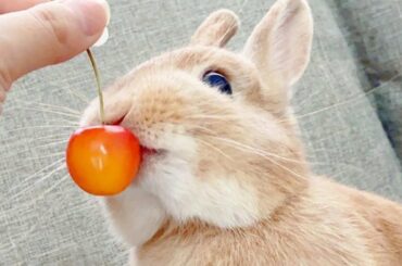 Cute Rabbit Funny Moments - Cute Rabbit Doing Funny Things - Cute Rabbit Videos - Cute Rabbit Baby