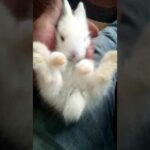 Cute Baby Bunny,  #Shorts #Pet