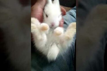 Cute Baby Bunny,  #Shorts #Pet