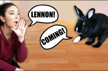 Teach Your Rabbit to Come When Called! (& Other Commands)