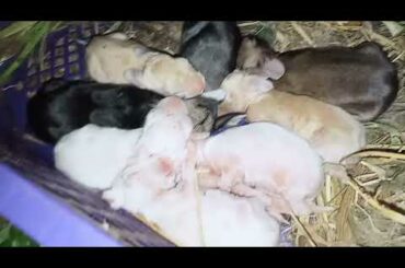 Newborn Baby Rabbit Sleep so cute
