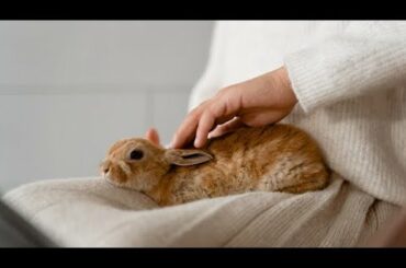 Cute Bunny video // cute rabbit