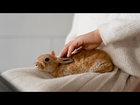 Cute Bunny video // cute rabbit