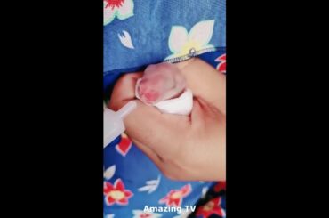 Cutest Baby Newborn Rabbit Getting Milk