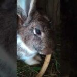 Cute Rabbit loves Banana