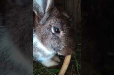 Cute Rabbit loves Banana