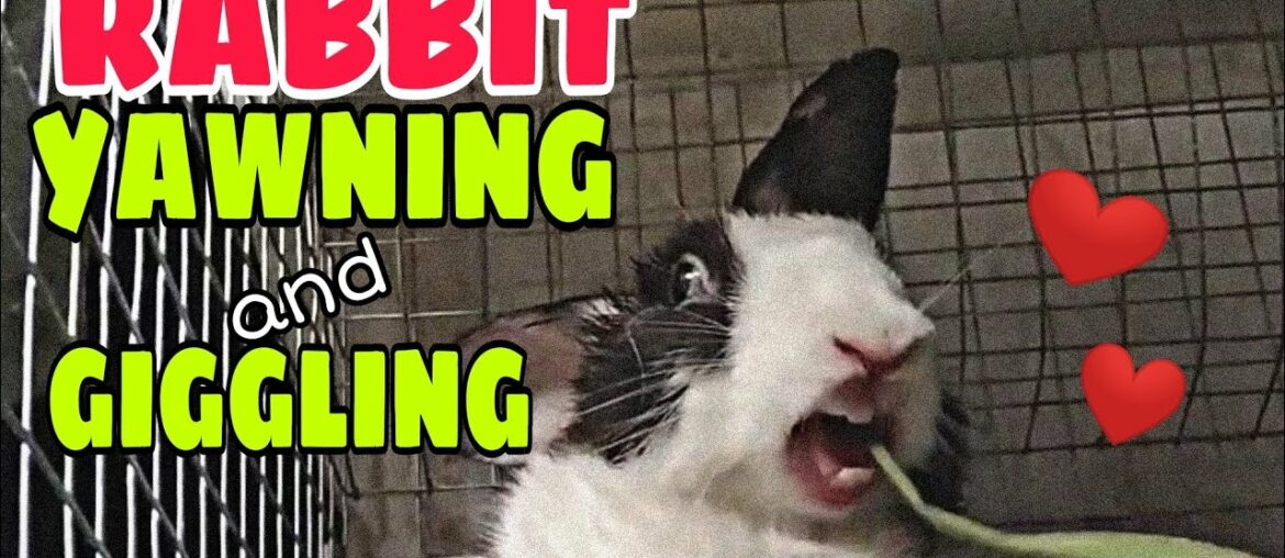 Cute Rabbit yawning & giggling | so adorable