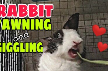 Cute Rabbit yawning & giggling | so adorable