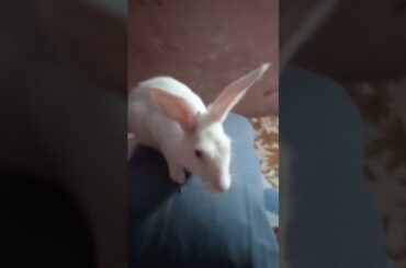 cute baby rabbit queen
