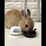 bunny Bel click cute rabbit