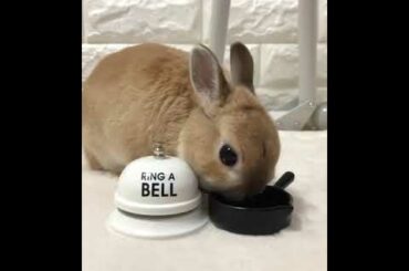bunny Bel click cute rabbit