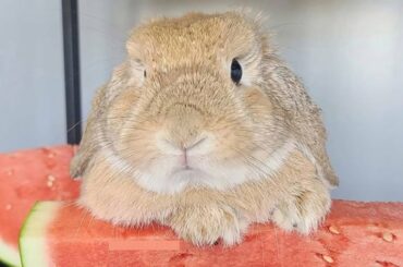 Cute Baby Bunny Rabbit Compilation - Cute Baby Bunny Rabbit & Cute Rabbit Videos | Cute Baby Animals