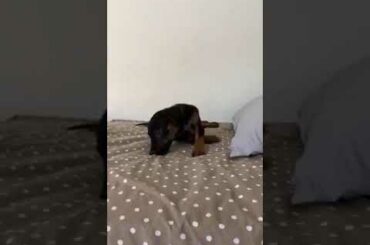 Bunny is so cute!! - Takis Shelter