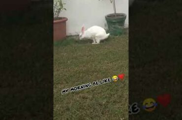 #cute #rabbit #goodmorning #viral #yawning #nature #snowy