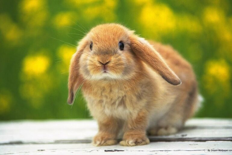 #cuterabbit #rabbits and Cute Baby Bunny Rabbit VideosBaby Animal Video Compilation 2021 Cutepetoroz