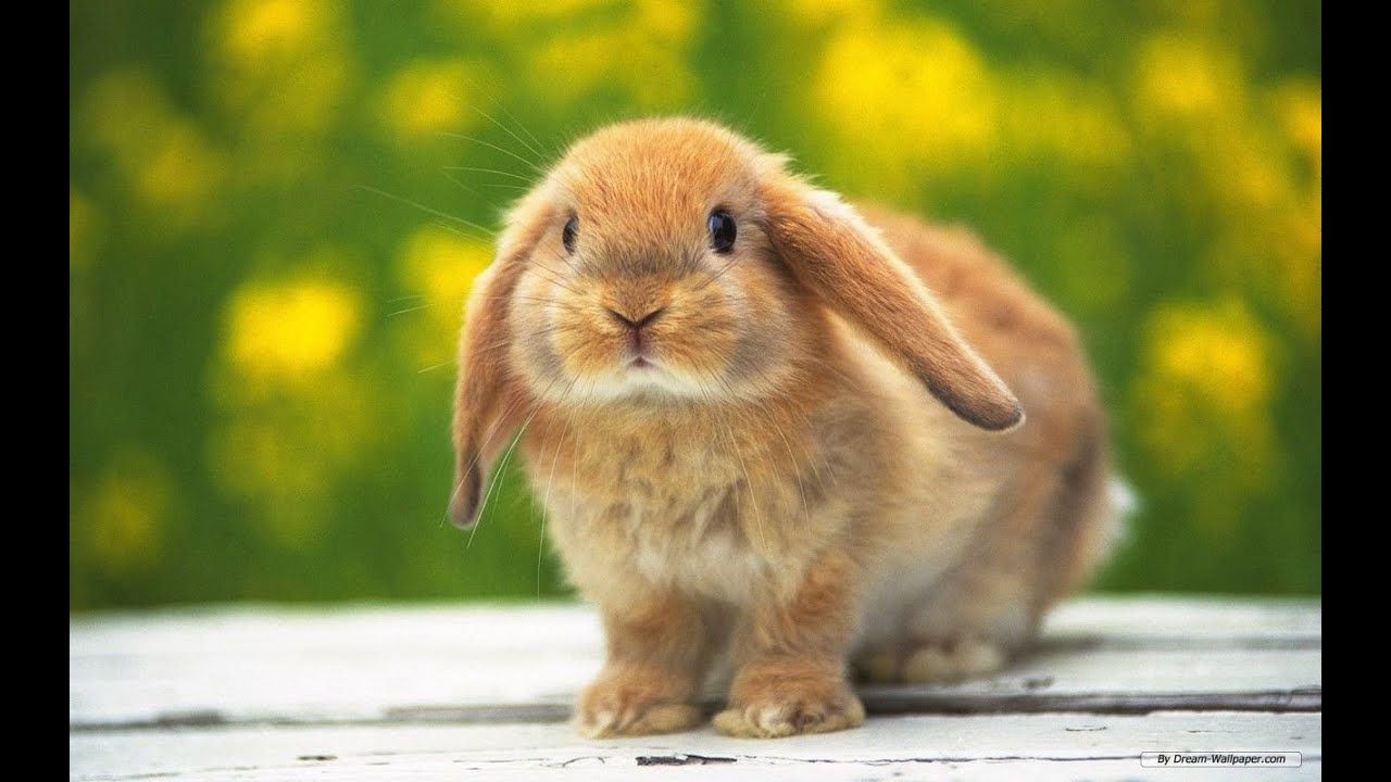 #cuterabbit #rabbits and Cute Baby Bunny Rabbit VideosBaby Animal Video Compilation 2021 Cutepetoroz