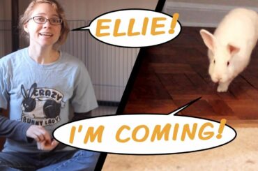 How to Teach Your Rabbit to Come When Called