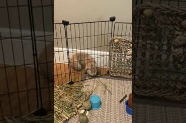 Cute Baby Bunny Exploring #shorts #cute #bunny