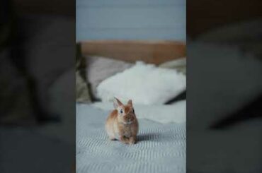 cutest baby rabbit | Cute Animals TV #Shorts #animals #cuteanimalstv #cuteanimals #rabbit