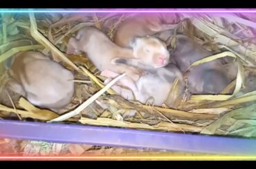 21 Baby Rabbits update so cute / Rabbit Farming
