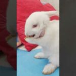 Cute Bunny Grooming itself | Rabbit Washing Face Cute Compilation #Shorts