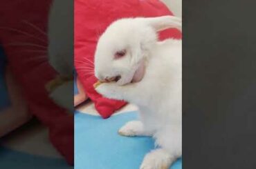 Cute Bunny Grooming itself | Rabbit Washing Face Cute Compilation #Shorts