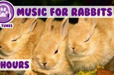 Over 8 HOURS of Relaxing Music for Rabbits! Natural Stress and Anxiety Relief for Rabbits!