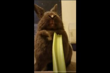 Cute Rabbit Eats Massive Celery Stick Loudly
