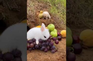 cute rabbit & baby duck || #naturebeauty