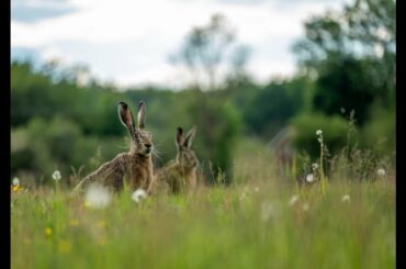 Cute Baby Rabbits Playing,Feeding Activities | Bunny Rabbit (Baby Rabbits)