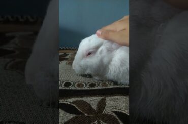 cute rabbit having a massage  #shorts #cute bunny #Fluffy rabbit #massage