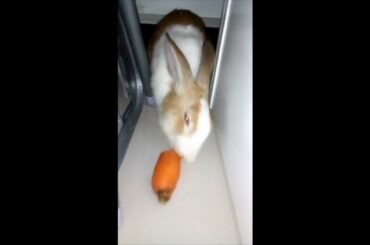 cute baby rabbit eating carrot. Rabbit video. Cute bunny rabbit. My cute bunny. Please subscribe.