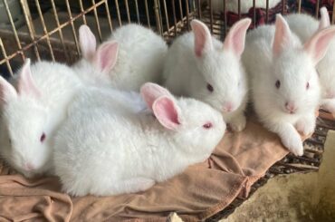 Cute Baby Bunny - Animal baby | Rabbit South