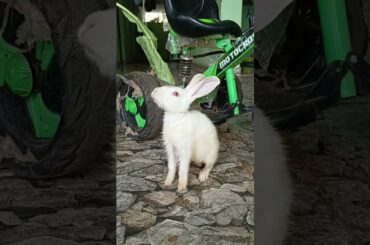 #ShortVideo#Small Cute Rabbit#Eating food