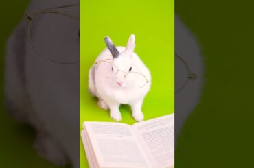 Cute Rabbit | Smart Bunny | Funny |  #shorts