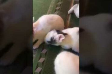 Cute Baby Rabbit Raising rabbits as a family