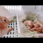 cute baby rabbit moment