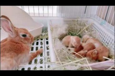 cute baby rabbit moment