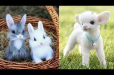 Cutest baby animals Videos Compilation Cute moment of the Animals - Cutest Animals #4