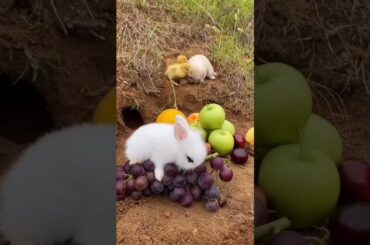 Cute Baby Rabbit eating carrot